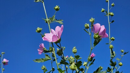 A pink flower captivates the eye with its delicate and graceful petals, each one a soft shade of pink that exudes elegance and charm. The flower's vibrant color stands out against the lush green folia