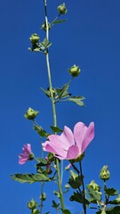 A pink flower captivates the eye with its delicate and graceful petals, each one a soft shade of pink that exudes elegance and charm. The flower's vibrant color stands out against the lush green folia