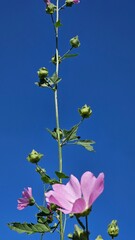 Plants are an incredible and diverse group of living organisms that play a vital role in our ecosystem. They come in various shapes, sizes, and colors, ranging from tiny mosses to towering trees