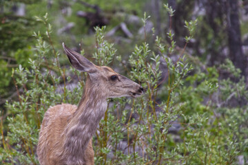 A Young Deer in the Woods