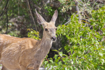 A Young Deer in the Woods