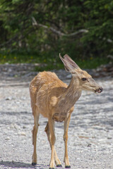 A Young Deer in the Woods