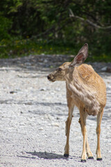 A Young Deer in the Woods