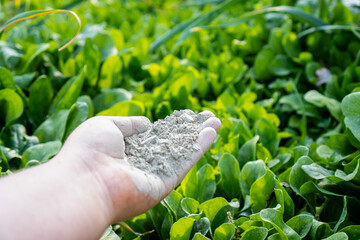 Hand holding rock dust for fertilizing and improving soil in a vegetable garden