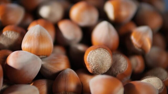 Hazelnuts close-up. Nuts in the shell fall and roll. Product for sweet desserts.