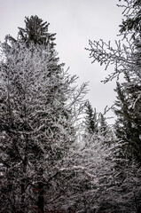 Landscapes - Forest - Europe, Romania, Suceava region   