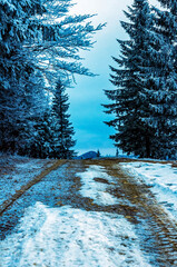 Landscapes - Forest - Europe, Romania, Suceava region   