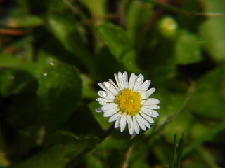 stokrotka mały biały kwiat jako krajobraz natury