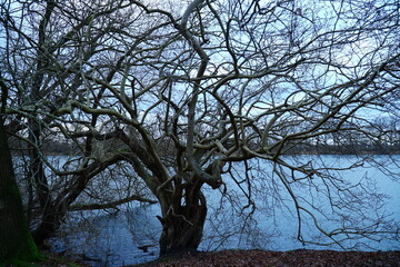 Old medlar tree (mespilus germanica, rose family) with many branches and twigs in winter on the shore of Lake Berenbostel in Garbsen, Germany. It bears medlar fruit in late autumn.