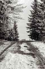 Landscapes - Forest - Europe, Romania, Suceava region   