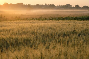 Wheat field covered in fog in the morning light.