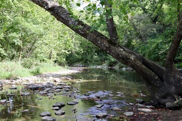 The peaceful creek in the forest on a sunny day.