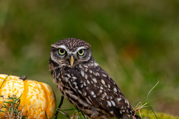 Little Night Owl (Athene noctua) - Found in Europe, Asia, and North Africa's open countryside
