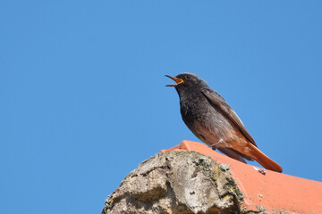 Hausrotschwanz ( Phoenicurus ochruros ).