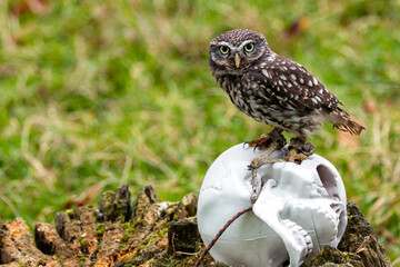 Little Night Owl (Athene noctua) - Found in Europe, Asia, and North Africa's open countryside