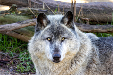 Grey Wolf (Canis lupus) - Native to North America, Eurasia, and Arctic regions