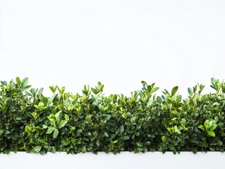 Obraz premium A low green hedge against a white background