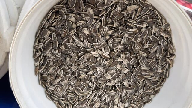 sunflower seed at the fair