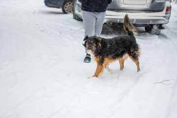 Dog posing outdoors running fast on a snow in winter. Winter concept. High quality photo.