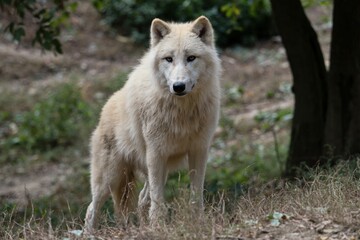 Obraz premium artic wolf in the woods