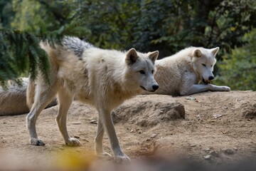 artic wolf in the woods