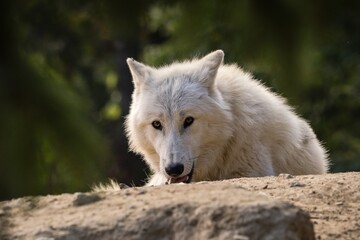 artic wolf in the woods