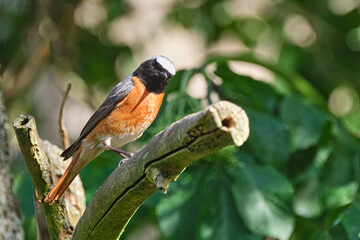 Fototapeta premium Gartenrotschwanz ( Phoenicurus phoenicurus ).