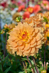 dahlia Karma Gold in the sun with flower buds and colorful background