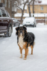 Dog posing outdoors running fast on a snow in winter. Winter concept. High quality photo.