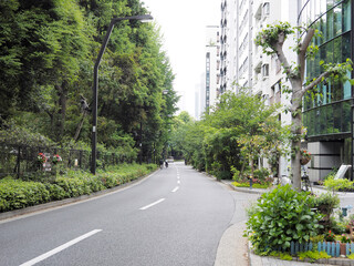 東京都心の新緑に包まれた道路。