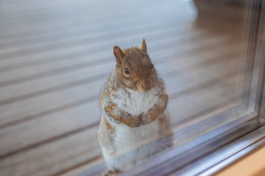 view of a small and furry grey squirrel behind a glass door politely asking for food