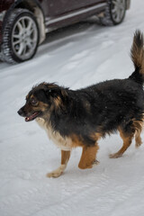 Dog posing outdoors running fast on a snow in winter. Winter concept. High quality photo.