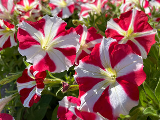 red and white flowers that look like candy