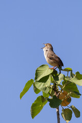 Little brown songbird Rattling Cisticola perched on treetop during safari in Arusha National Park in Tanzania East Africa