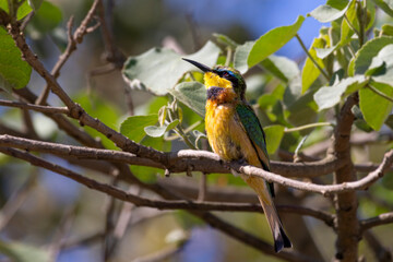 Colroful Little bee-eater (Merops pusillus) perched in tree during safari in Arusha National Park in Tanzania East Africa