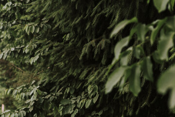 Plano detalle de pinos en El Bolsón