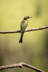 Colroful Little bee-eater (Merops pusillus) perched on little branch during safari in Arusha National Park in Tanzania East Africa