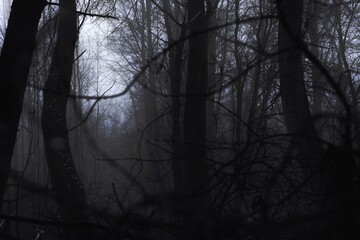 Dark branches against a background of thick fog, surrealistic colours, horror movie 