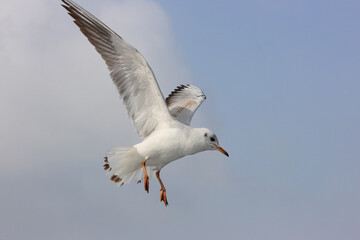 Flying gull against the background of foggy winter sky.