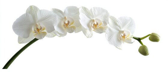 white orchid flower with buds on a white background