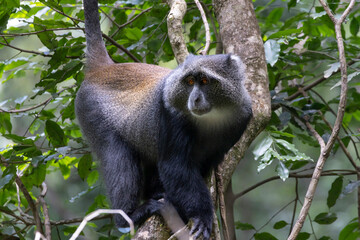 Manyara or blue monkey in tree during Safari in Arusha National Park in Tanzania East Africa