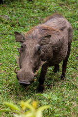 Common warthog (Phacochoerus africanus) during safari in Arusha National Park in Tanzania East Africa