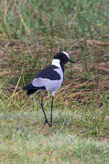 Blacksmith plover or Blacksmith blackwing (Vanellus armatus) walking in grassland during birding safari in Arusha National Park in Tanzania East Africa