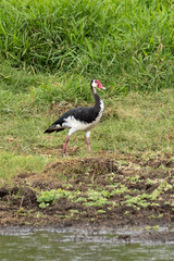Spurwing goose (Plectopterus gambensis) during safari in Arusha National Park in Tanzania East Africa