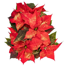 Red poinsettia, glittering Christmas flower
