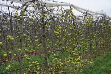 apple orchard in the counrty in france