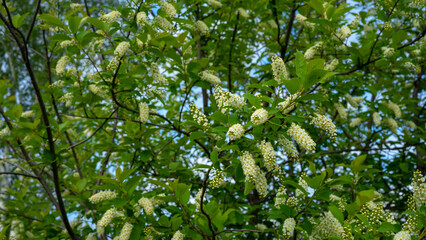 Bird cherry blossom. Tree with white flowers against the sky on spring or summer day. Spring flowering