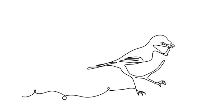 Great tit bird in blue and yellow colors, animated illustration. One continuous self drawing line animation, footage of of great tit