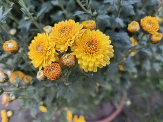 sunflower group of flowers in the plant