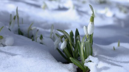 Snowdrops emerging from snow in winter landscape